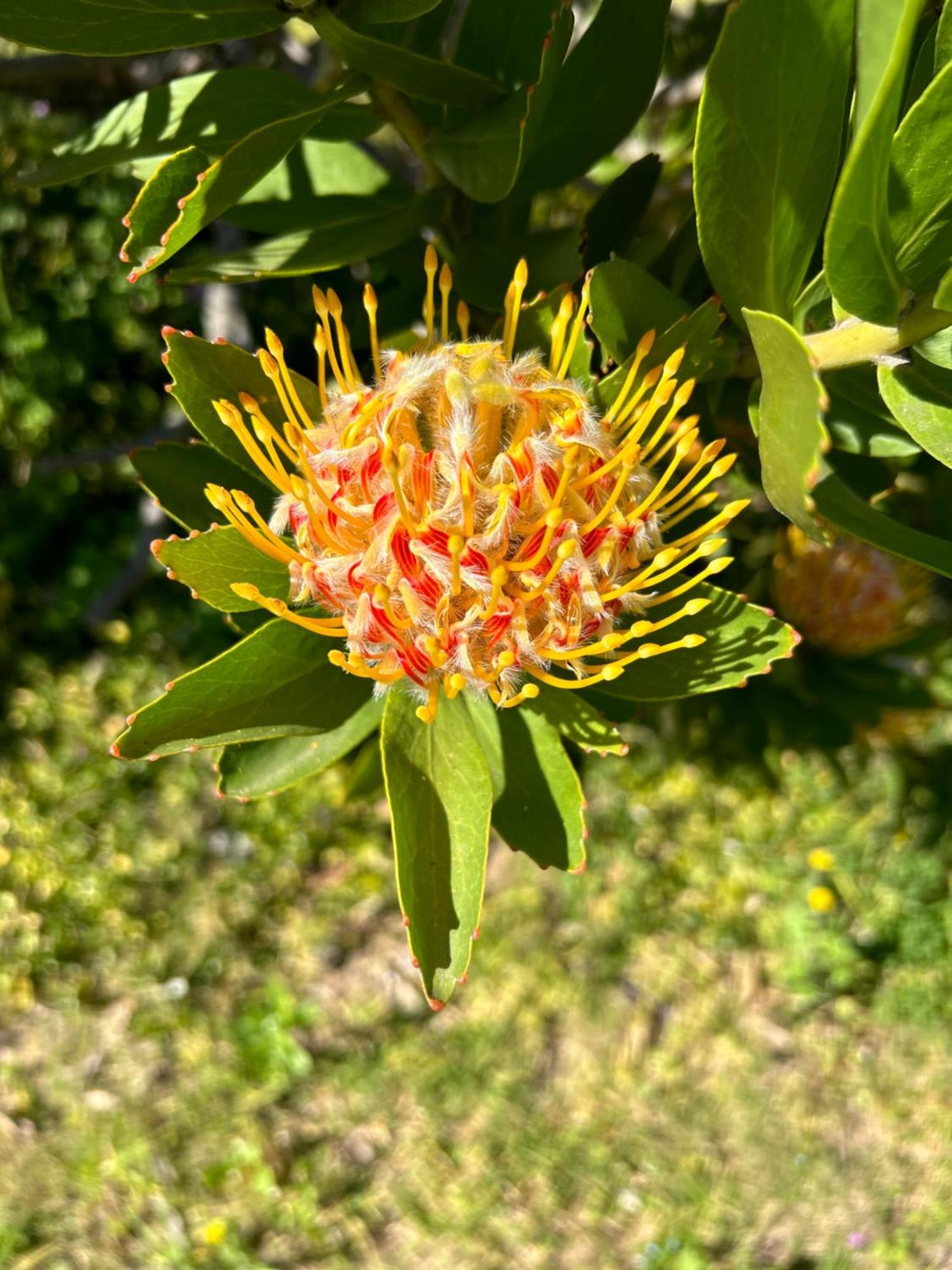 Lauradale * Stellenbosch